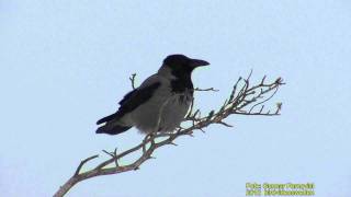 KRÅKA Hooded Crow Corvus cornix Klipp  535 S  9 [upl. by Hijoung]