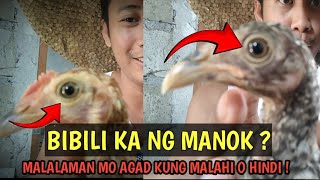 Sa mata makikita ang totoong Lahi ng manok  Linyada ng Mamay [upl. by Socin]