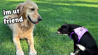 How my Gentle Golden Retriever Transformed this Terrified Rescue Puppy [upl. by Sairtemed]