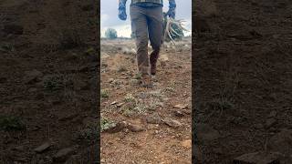 Shed Hunting often times involves walking many miles Dedito Boots handmade in Italy make it easy [upl. by Slavin]