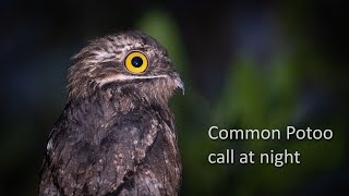 Common Potoo call [upl. by Lellih]