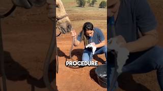 How Horses Are Stomach Tubed for Colic Relief shorts [upl. by Youngman]