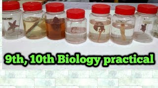 Biology practical class 9th10th complete guide  All slides and specimens [upl. by Aicela281]