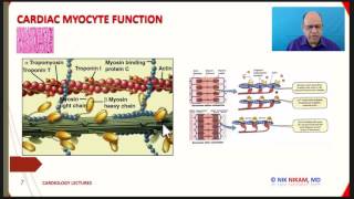 CARDIAC MYOCYTE STRUCTURE AND FUNCTION BY NIK NIKAM MD USMLE ABIM FELLOWS RNs [upl. by Shoifet711]