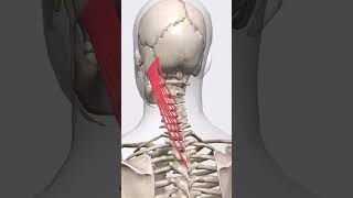 “Splenius capitis muscle tension lines” [upl. by Cirded]