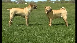 Chinese Shar pei  AKC Dog Breed Series [upl. by Atikehs271]