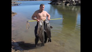 Freshwater spearfishing primitive hunting pole spear freediving snakes turtles fish [upl. by Rivers660]