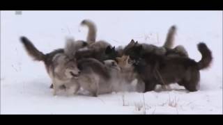 Wolf Pack vs 2 coyotes [upl. by Eseerehs]