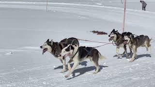 Schlittenhunderennen Bad Gastein  Sportgastein 2023 [upl. by Timon177]