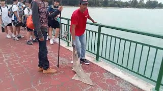 Bedok Jetty Recreational Sustainable Fishing Shovelnose Ray Catch and Release [upl. by Averi]