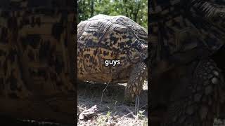 LEOPARD TORTOISE FACTS  SHOCKING Wildlife Secrets Exposed amazingfacts fascinatingcreatures [upl. by Pomfrey353]