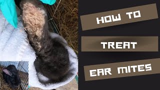 Ear mites in rabbits  how to treat naturally [upl. by Neslund]