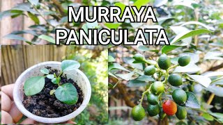 Murraya Paniculata or Kamuning sample propagation from seeds [upl. by Carlin]