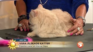 Svårt men Klappa inte katten för ofta  Nyhetsmorgon TV4 [upl. by Haggerty48]