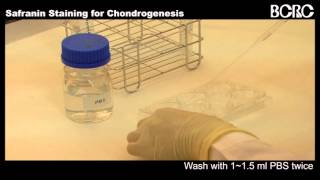 Safranin Staining for Chondrogenesis [upl. by Chappell]