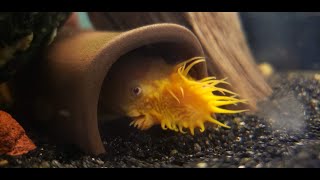 Breeding Bristlenose Plecos In a Community Tank [upl. by Ahsinev241]