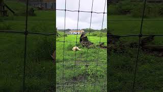 THE Bears at KNOWSLEY SAFARI PARK [upl. by Htebasile]