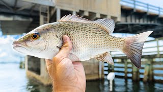 Fishing Under Bridges for Inshore Mangrove Snapper  EASY Technique [upl. by Aisela102]