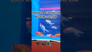 ORANDA GOLDFISH BUYING SETUPamazonriverfishamazonriveranimalsgoldfishaquariumgreenparrotfish [upl. by Ynove450]