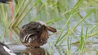 Garganey  femalemale eclipse [upl. by Nirehtak665]