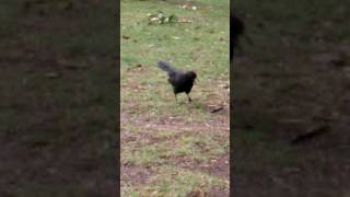 WhiteWinged Chough Bird Calls [upl. by Grunberg]