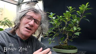 Pruning and Repotting My Ficus quotCutting of a Cuttingquot The Bonsai Zone Oct 2024 [upl. by Atinauj]