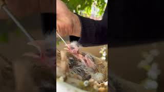 Kanarya Yavrusu Besleme Baby Canary birds birdslover lovebirds [upl. by Aysan]