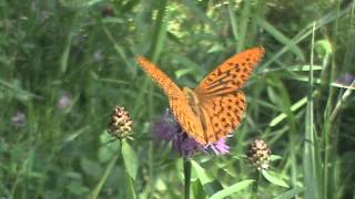 Perłowiec malinowiec Argynnis paphia [upl. by Eneryc748]