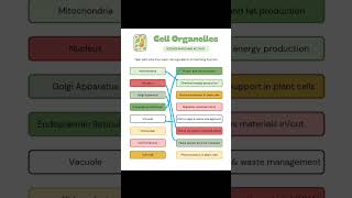 cell and cell organelles cell organelles and their functions science science biology [upl. by Naarah852]