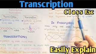 Transcription Process  Gene Expression  From DNA To mRNA  Class 12 Biology [upl. by Ahsinac]