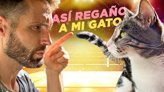 ¿Cómo REGAÑAR A TU GATO 👉⚡😼  Así CORRIJO LOS MALOS COMPORTAMIENTOS DE MI GATO Alcachofo🐯 [upl. by Forest]