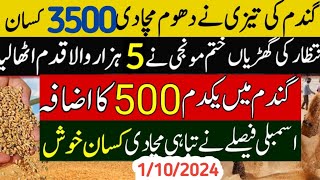 Big گندم میں اچانک اضافہ Wheat price in punjabگندم کا ریٹ 2024 makki till sarsoGallasuper munji [upl. by Katee]