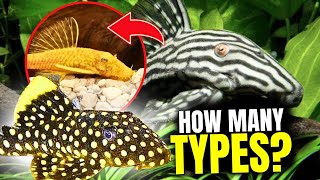 The 15 BEST Types Of Plecos [upl. by Gadmon17]