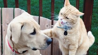 Cat and dog fight [upl. by Newhall]