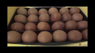 Candling very dark eggs black copper marans quotchocolate eggsquot Day 5 [upl. by Inoue]