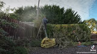 Small hedge trim and cut back buddleja [upl. by Ybhsa605]