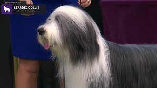 Bearded Collies  Breed Judging 2020 [upl. by Atinej]