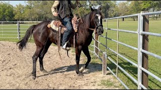 Beginning Hind End Control [upl. by Ailem684]