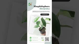 Rhaphidophora Decursiva A Stunning Addition to Your Plant Collection 🌿  MyFlora Feature [upl. by Ner]