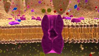 BIO 137 Membrane Transport Activity [upl. by Lydnek]