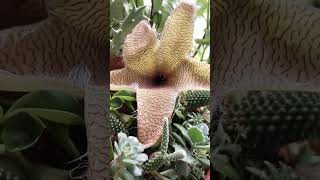 Rare Giant Starfish Flower Blooming Stapelia gigantea [upl. by Candie]