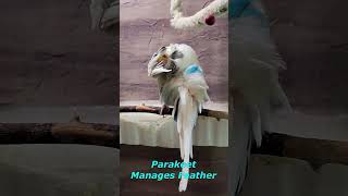 Parakeet Manages Feather shorts Cute Budgies Chirping birds pet funny [upl. by Airtap]