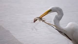 Migratory birdwatching at Hagens Cove Wildlife Management Area [upl. by Ailuig]