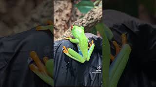 Red eyed tree frogs agalychnis callydrias [upl. by Nayd]