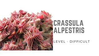 CRASSULA CAPITELLA SSP THYRSIFLORA  CARE TIPS [upl. by Vivianne410]