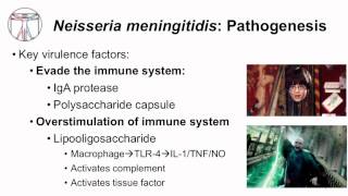 1 Microbiology of Neisseria [upl. by Opiuuk262]