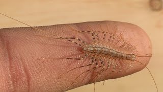 Will it Bite House CentipedeThe Insect Ur [upl. by Bennink]