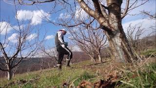 Boron Fertilizer On Cherry Trees [upl. by Ulla925]