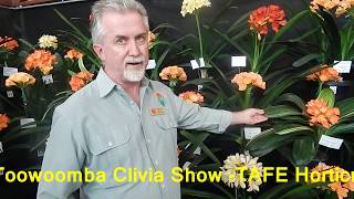 Toowoomba Clivia Show [upl. by Assirehc]