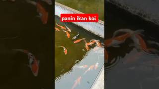 panin ikan koi [upl. by Egan570]